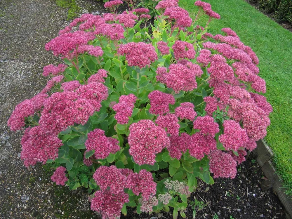 Sedum spectabile седум Видный Brilliant