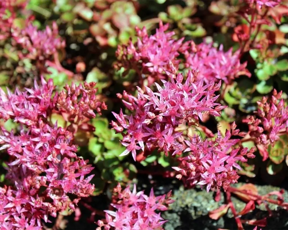 Sedum spurium Fuldaglut