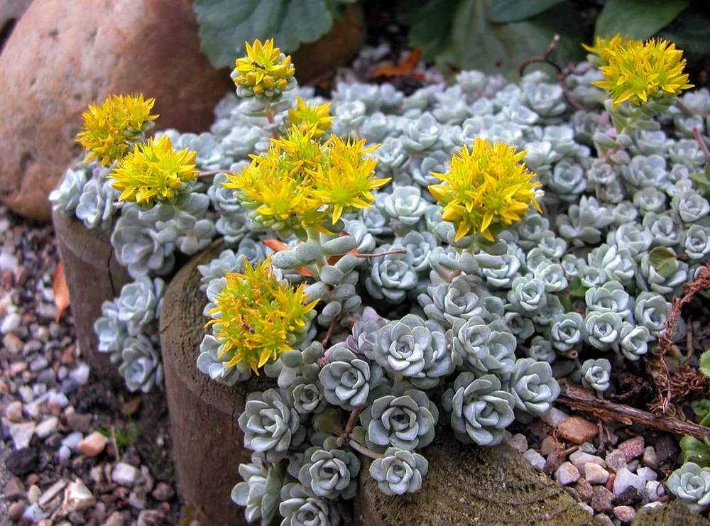 Седум Трелиза Sedum