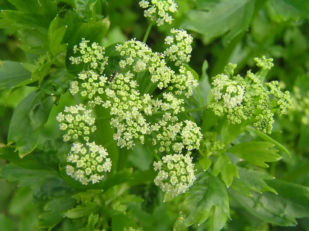 Сельдерей Apium graveolens