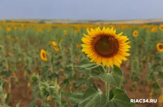 Семена подсолнечник Енисей