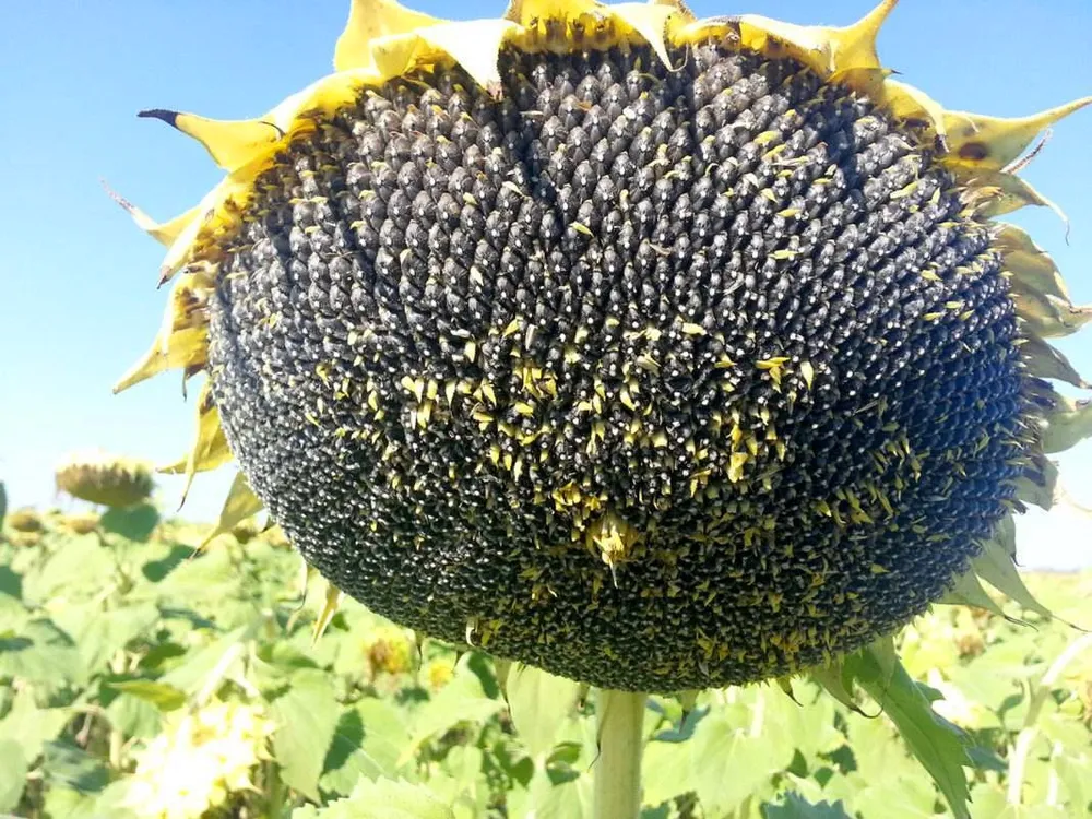 Семена подсолнечника Hybrid Sunflower