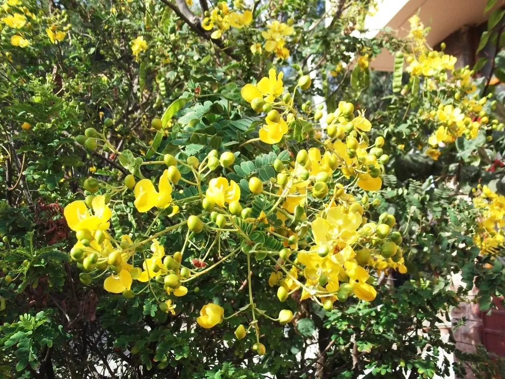 Senna auriculata