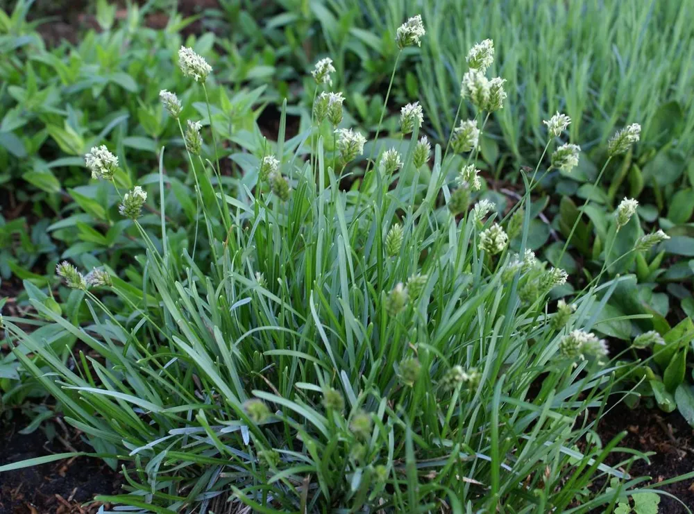 Сеслерия голубая Sesleria caerulea