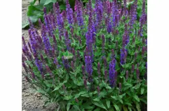 Шалфей Дубравный Salvia nemorosa