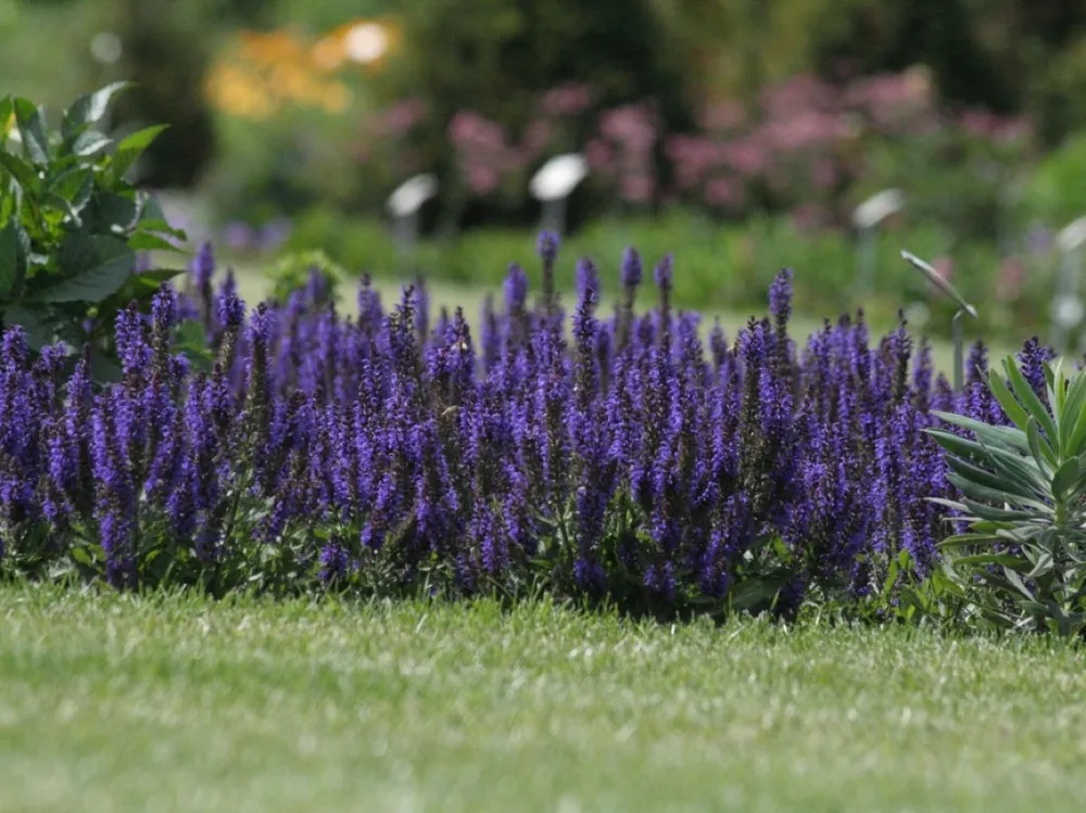 Шалфей Дубравный Salvia nemorosa