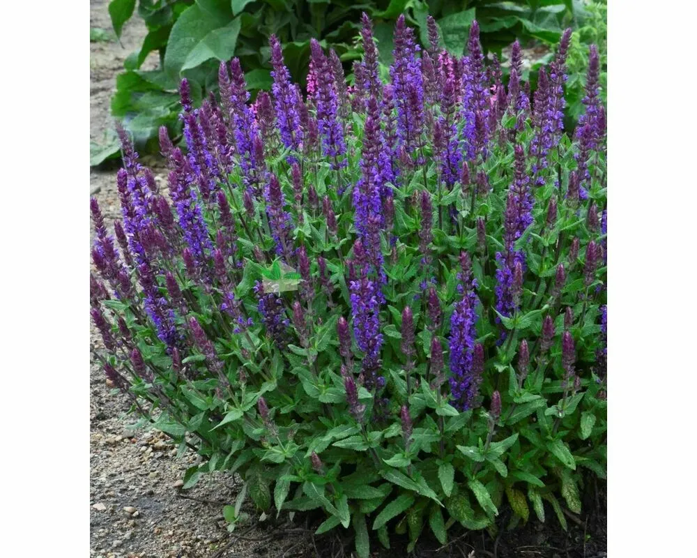 Шалфей Дубравный Salvia nemorosa