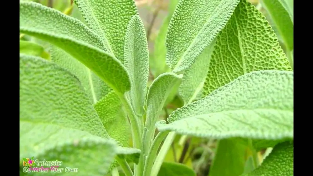 Шалфей лекарственный Salvia