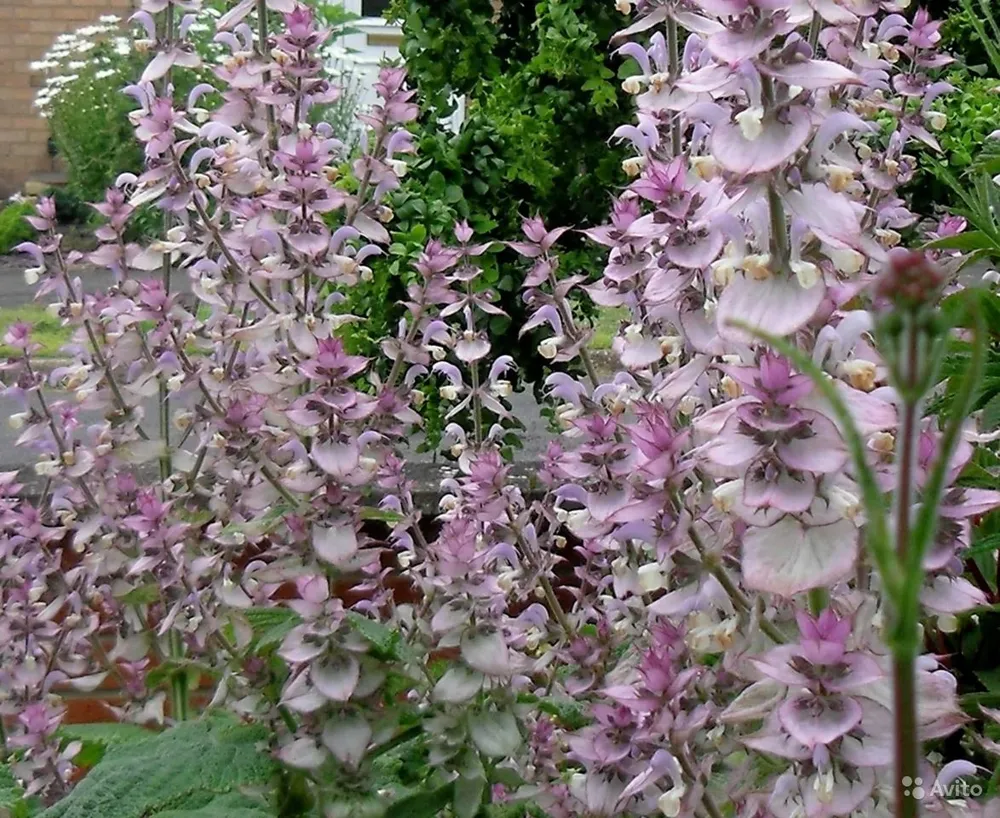 Шалфей мускатный Salvia sclarea