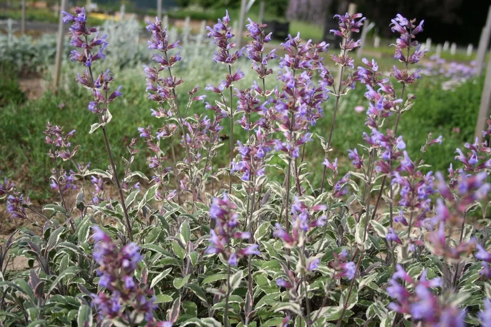 Шалфей Salvia officinalis Tricolor