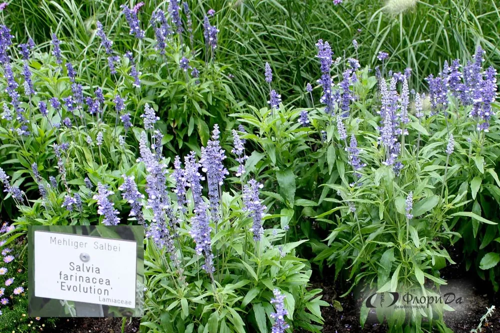 Шалфей Salvia PURPURASCENS