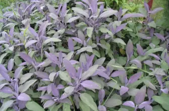 Шалфей Salvia PURPURASCENS