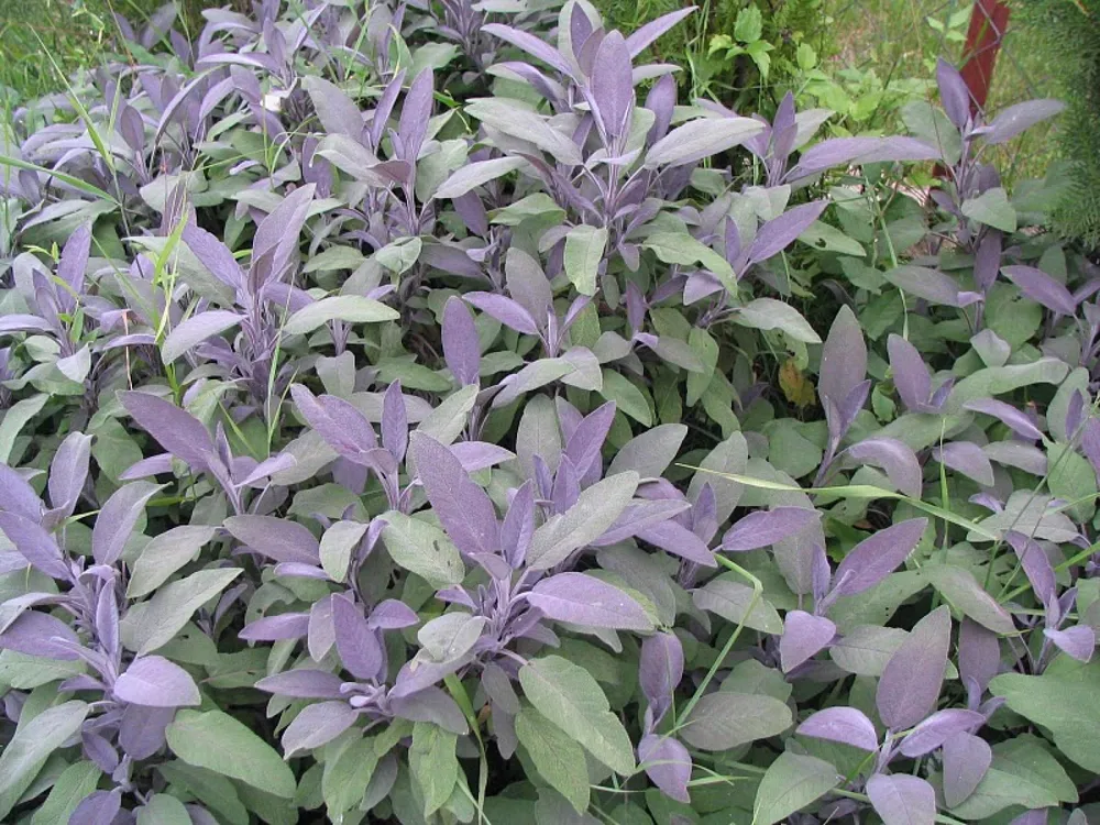 Шалфей Salvia PURPURASCENS