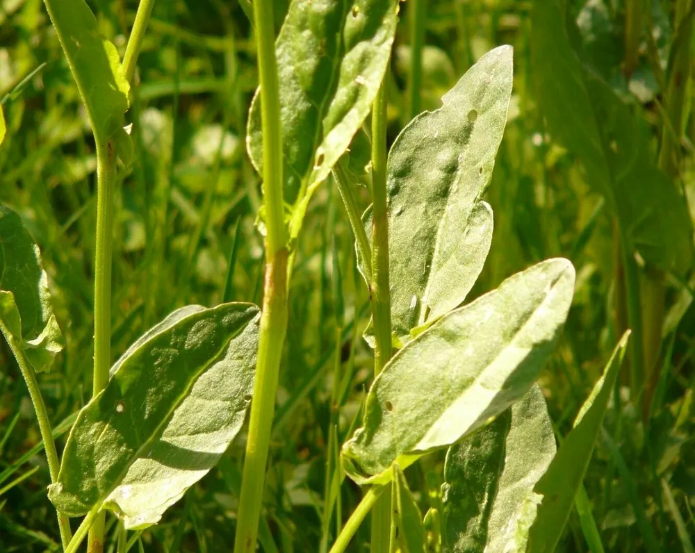 Щавель обыкновенный Rumex acetosa