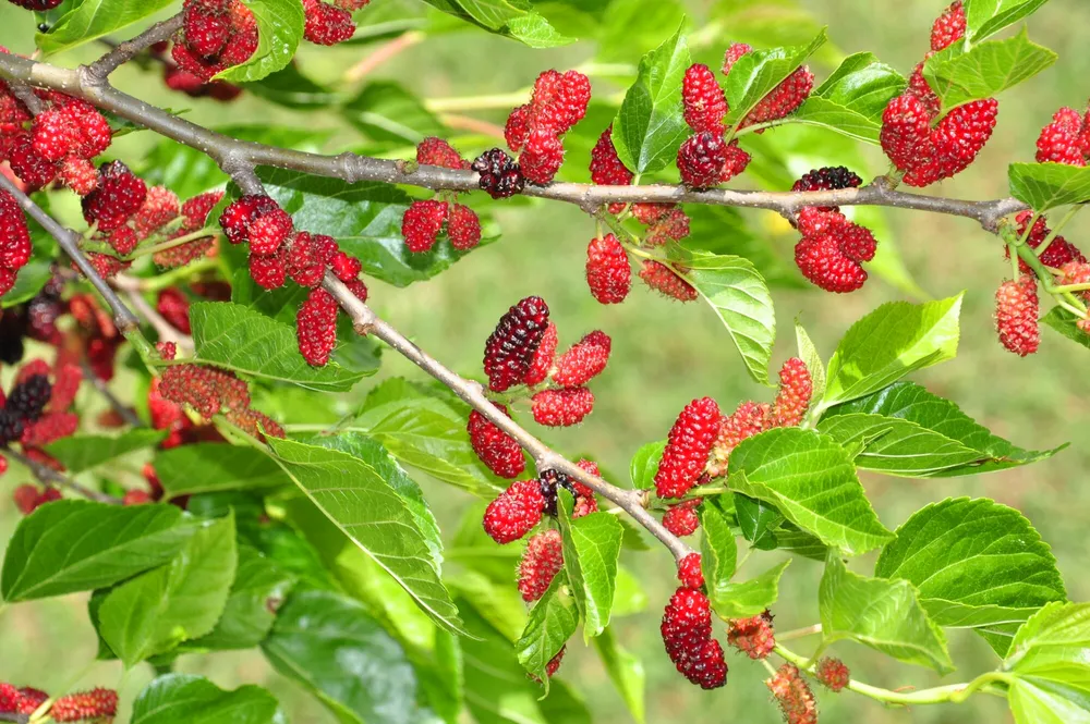 Шелковица Morus rubra