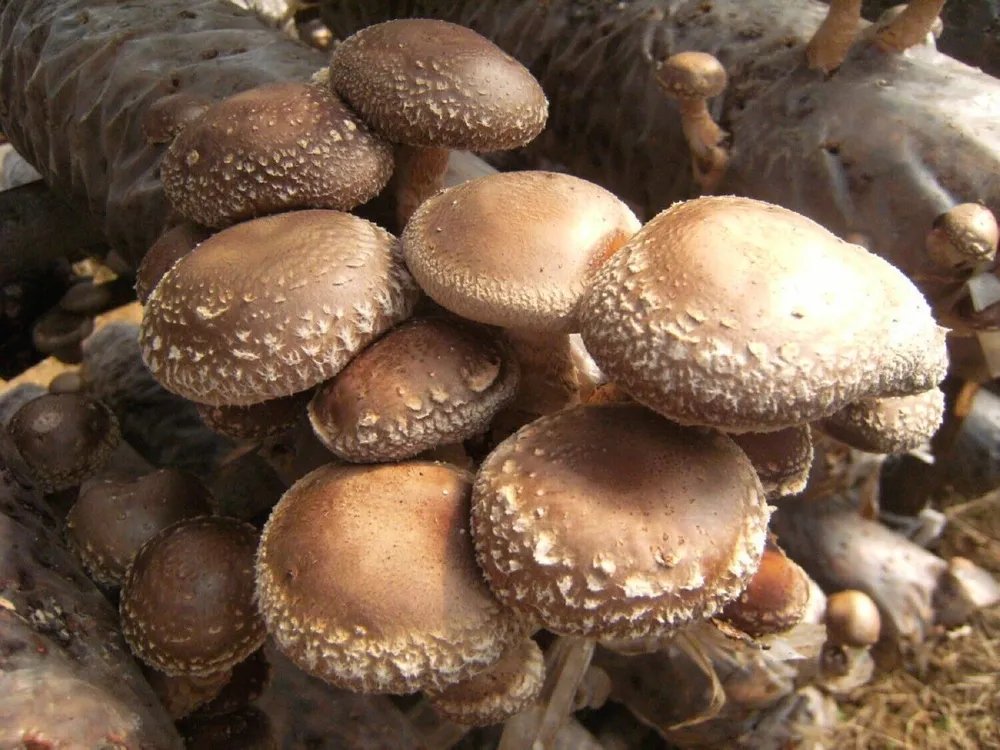 Шиитаке Lentinula edodes