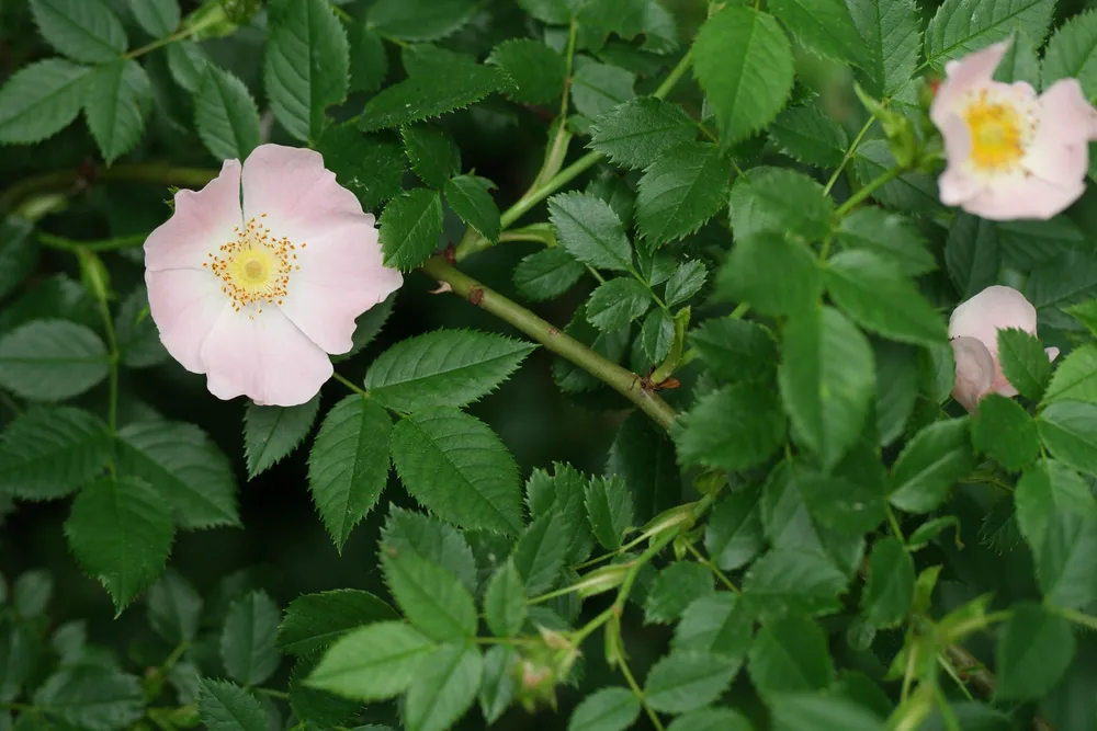 Шиповник собачий Rosa Canina