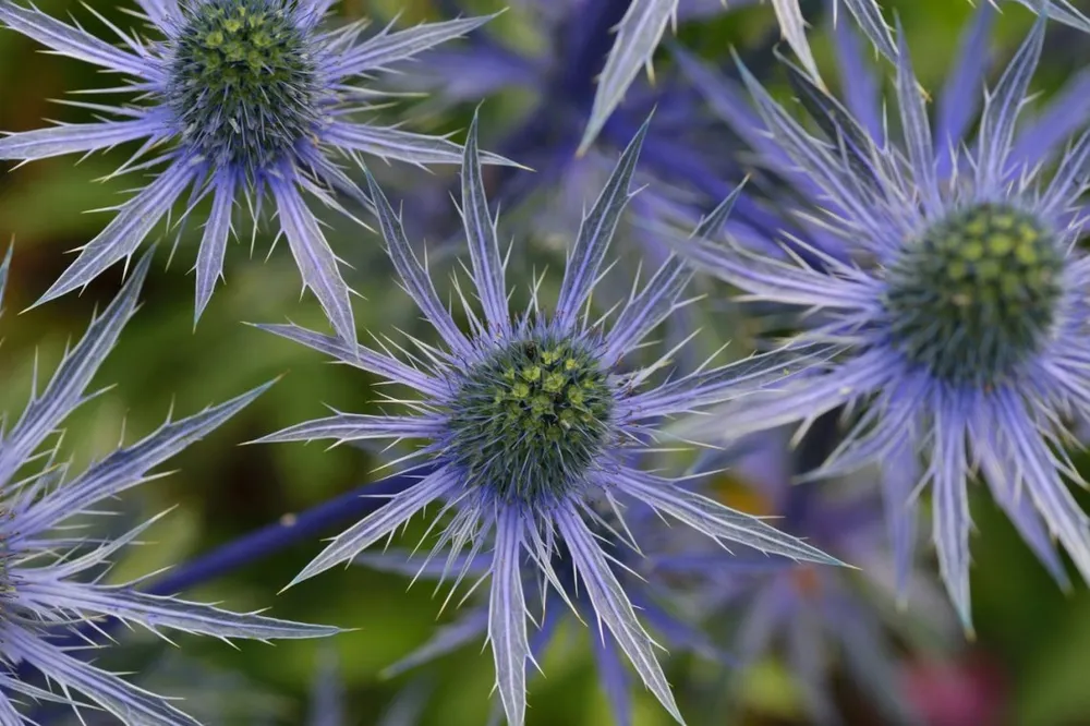 Синеголовник Альпийский Blue Star