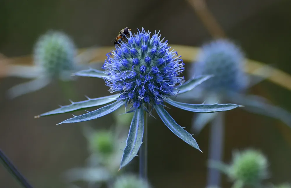 Синеголовник Eryngium