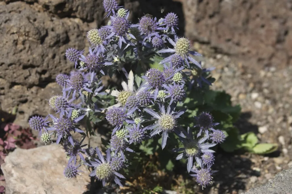 Синеголовник Eryngium