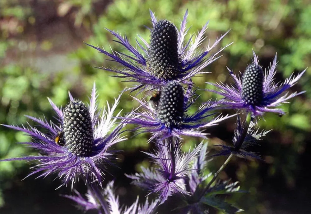 Синеголовник Eryngium