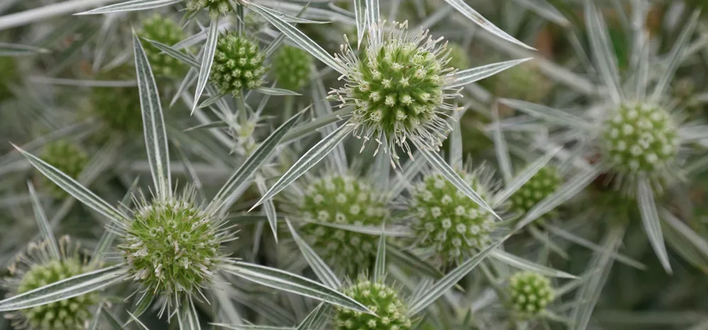 Синеголовник Eryngium