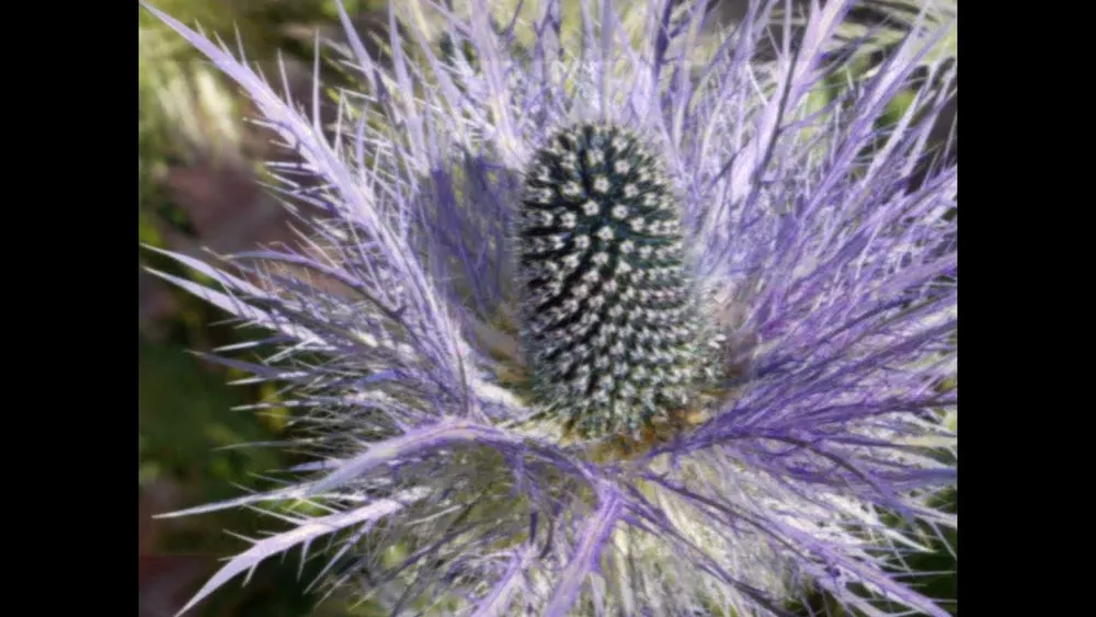 Синеголовник Eryngium