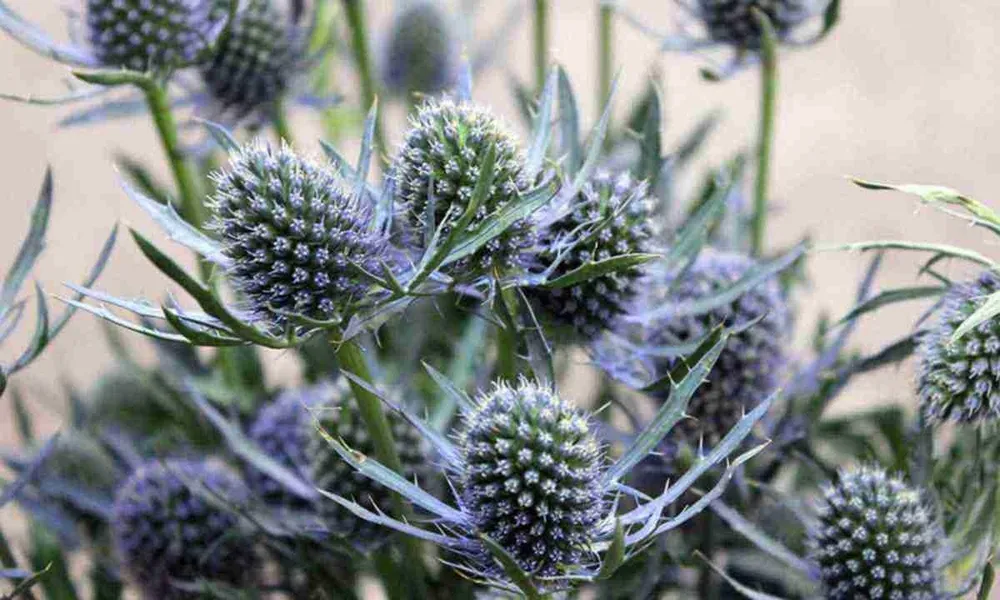 Синеголовник Eryngium