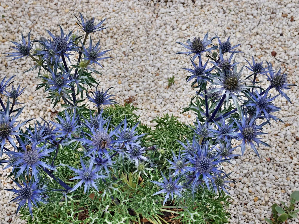 Синеголовник Eryngium