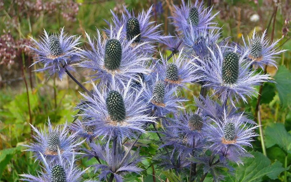 Синеголовник Eryngium