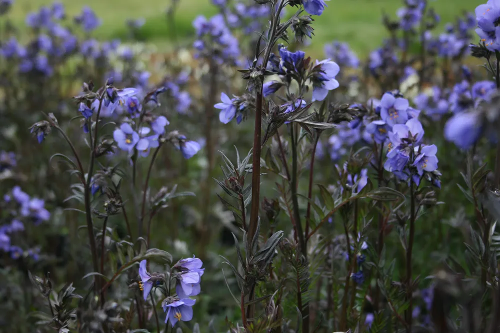 Синюха иезонская ‘Bressingham Purple’