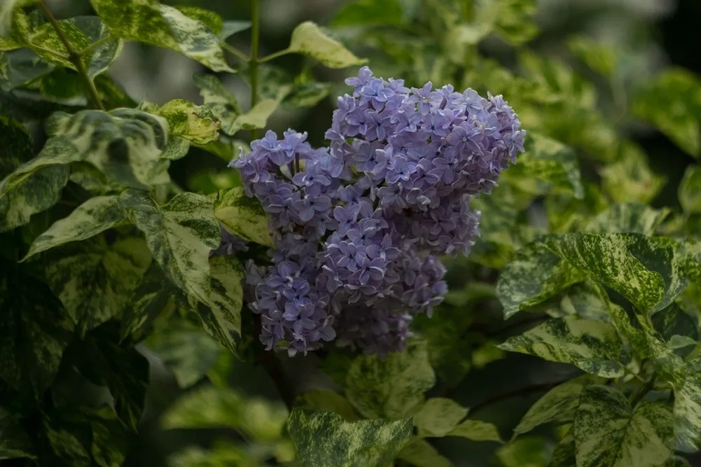 Сирень Аукубафолия