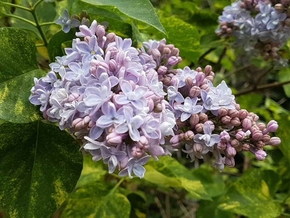 Сирень Аукубафолия