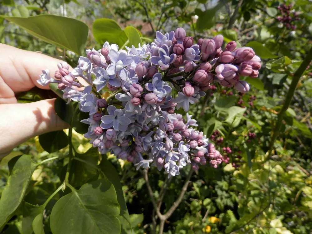 Сирень Аукубафолия