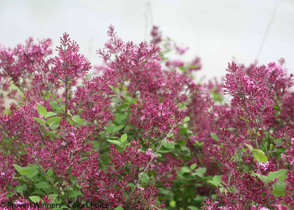 Сирень Bloomerang Dark Purple