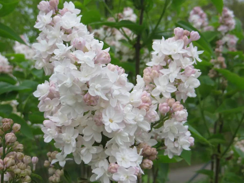 Сирень обыкновенная красавица Москвы Syringa vulgaris krasavitsa Moskvy’