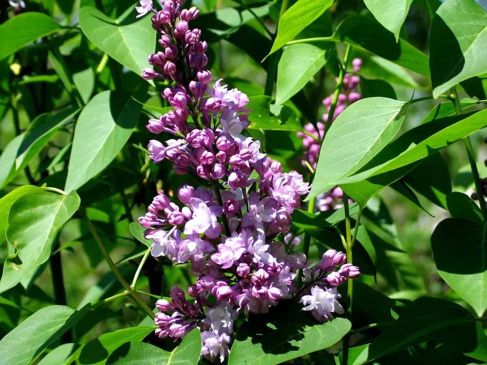 Сирень обыкновенная Syringa