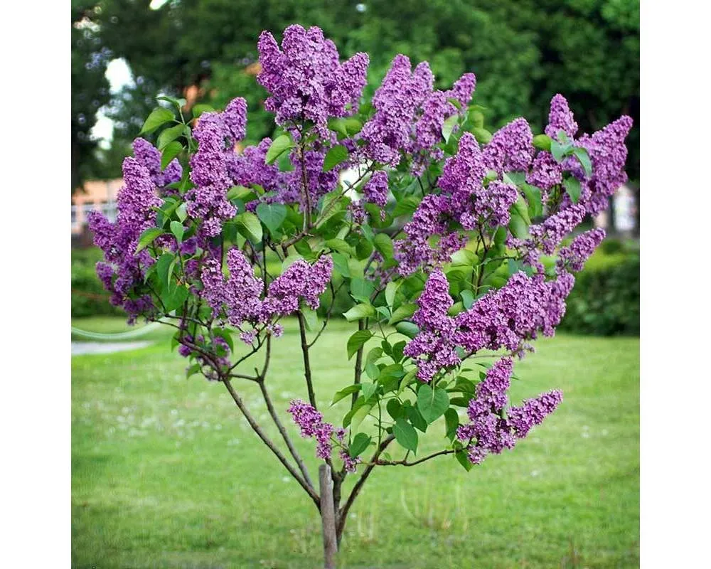 Сирень обыкновенная Syringa vulgaris