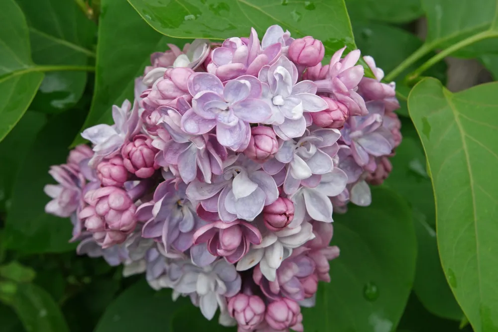 Сирень обыкновенная Syringa vulgaris