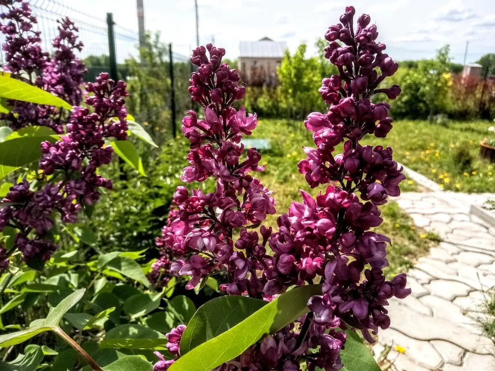 Сирень Шарль Жоли