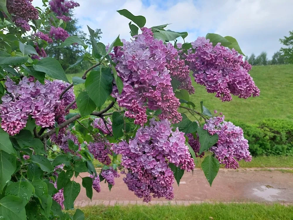 Сирень Стефан Маковецкий