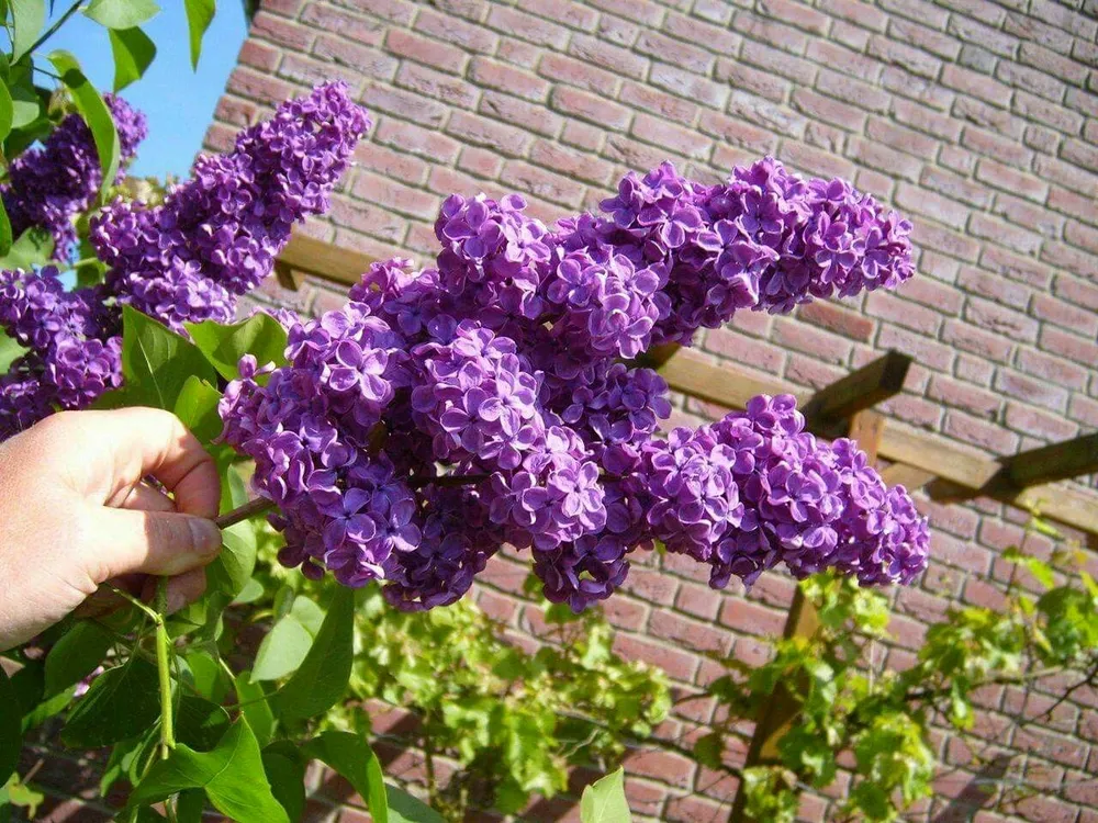 Сирень Syringa vulgaris