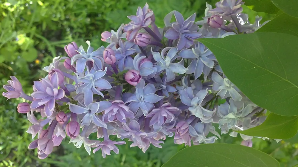 Сирень Syringa vulgaris