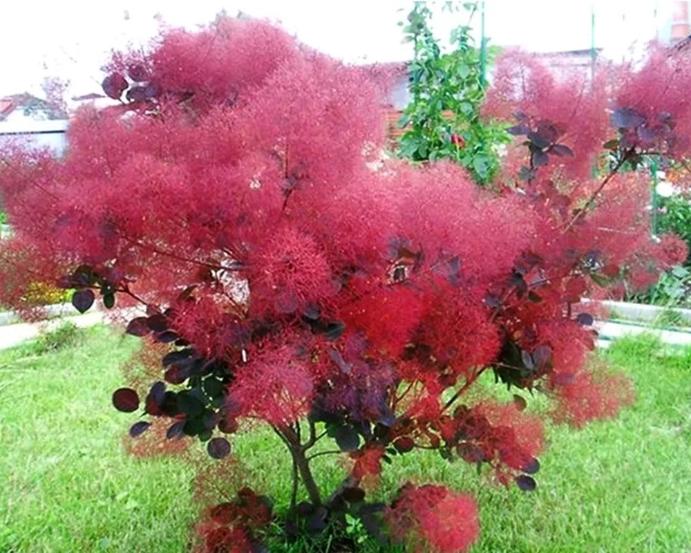 Скумпия Кожевенная Cotinus coggygria