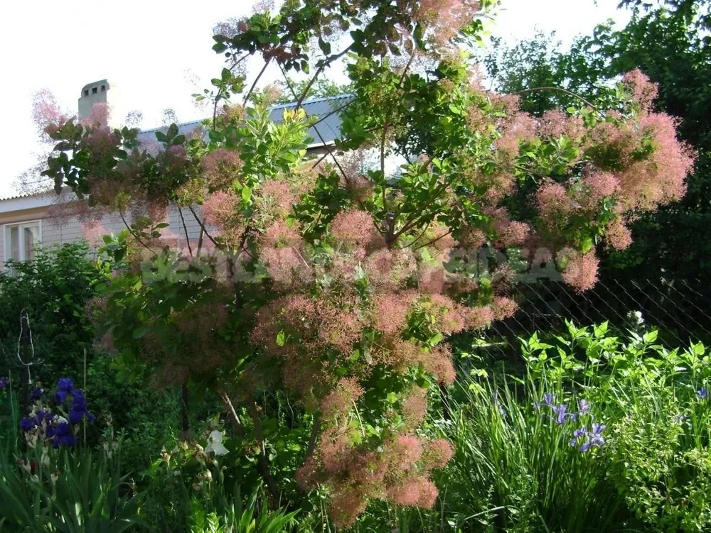 Скумпия Кожевенная кустарник