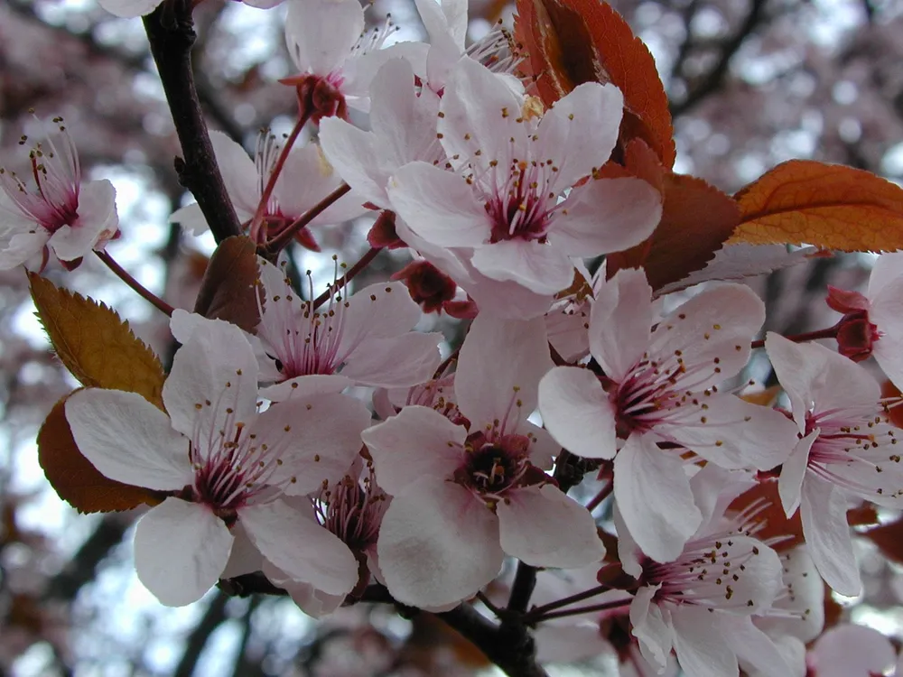 Слива растопыренная Prunus cerasifera