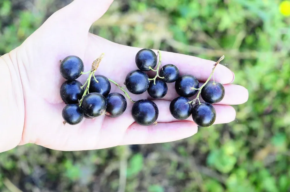 Смородина черная Геркулес