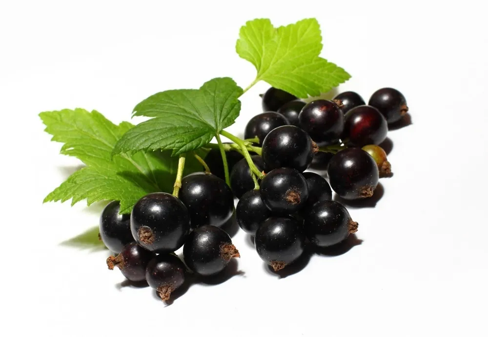 Смородина черная ribes nigrum `ядреная`