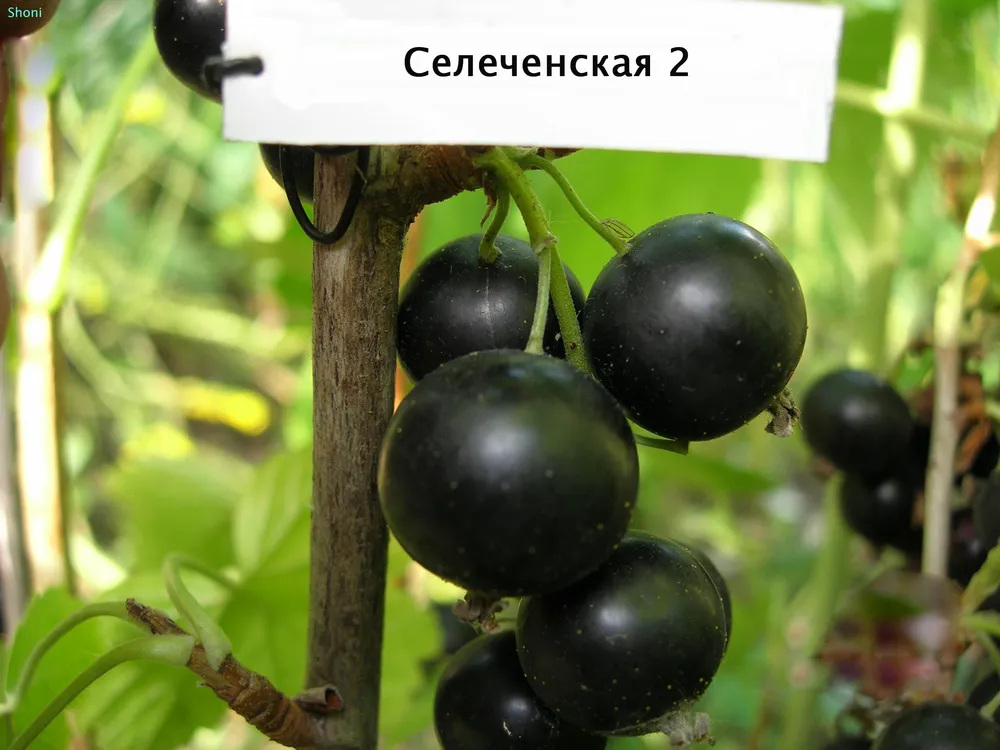 Смородина черная Селеченская 2