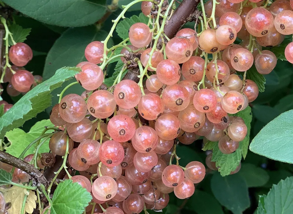 Смородина голландская розовая